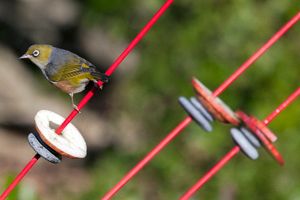 How to Attract Birds to Your Garden with Windsticks