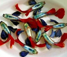 Nông Trại 5.0 (Cá Cảnh)