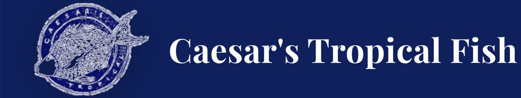 Caesars Tropical Fish Inc