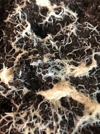 White Worm Culture Instruction