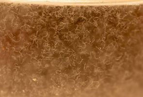 <p>Vinegar Eel Culture Instruction</p>