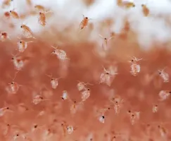 Daphnia Culture Instruction