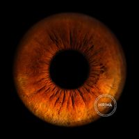 Warm orange-brown iris with deep amber colouring and dark radial fibres around the pupil.
