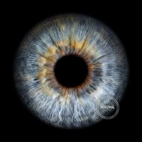 Blue-grey iris with fine silvery fibres and a soft golden-brown ring around the pupil.