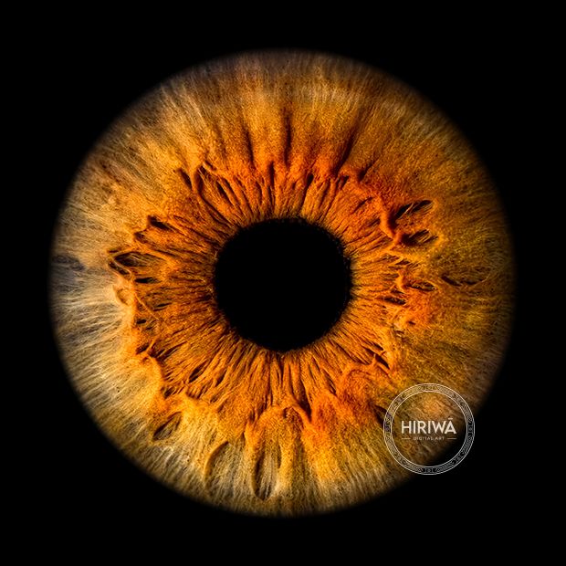 Iris portrait example 24