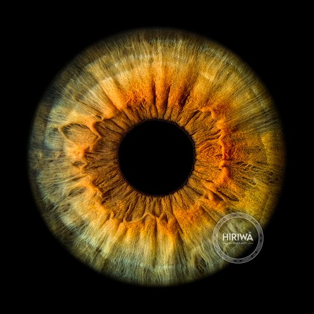 Iris portrait example 20