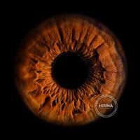 Warm copper-brown iris with pronounced dark radial fissures and rich amber tones.