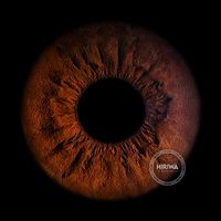 Dark reddish-brown iris with subtle mahogany tones and fine radial texture.