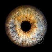 Light grey-blue iris with a warm golden centre, fine radial fibres and small rust-coloured flecks.