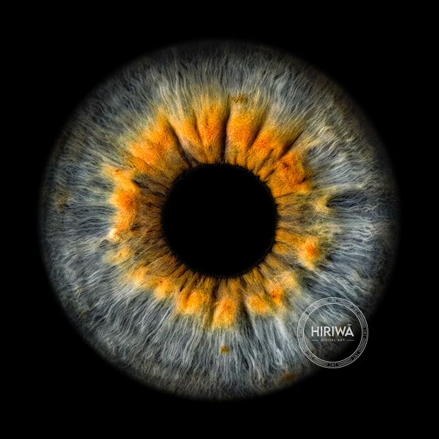 Iris portrait example 25
