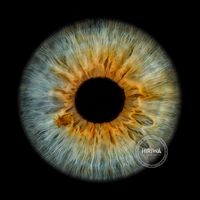 Pale blue-grey iris with a golden-brown starburst surrounding the pupil.