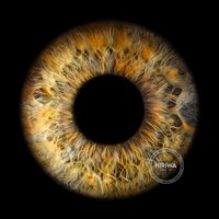 Golden hazel iris with intricate grey and amber fibres and distinctive dark oval markings.