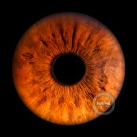 Vivid amber-orange iris with dense dark fibres radiating from the pupil.