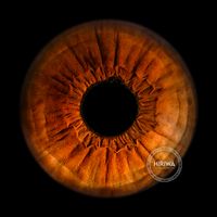 Rich amber-brown iris with dark radial lines and a deeply textured orange centre.