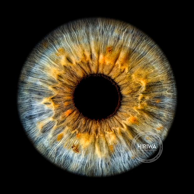 Iris portrait example 19