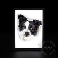 Custom portrait of a black and white Border Collie with bright, attentive eyes.