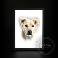 Custom colour portrait of a cream-coloured dog with soft golden ears.
