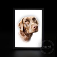 Custom colour portrait of a chocolate Labrador with warm brown eyes.