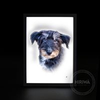 Custom portrait of a small black and tan terrier with tousled fur.
