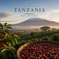 Single origin Tanzania coffee beans from Kilimanjaro and Mbeya with citrus, blackcurrant, and fruity notes.