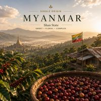 Single origin Myanmar coffee beans from Shan State and Ywangan with floral, citrus, and honey notes.