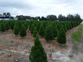Bill Waters Rover Crew Christmas Trees