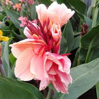 Cannas, Plants For Sale, New and Heirloom Tropical Flowering Canna Lily Varieties.  