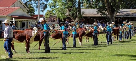 Hereford's Northern NSW Youth Camp